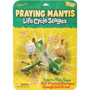    9 Pack INSECT LORE MANTIS LIFE CYCLE STAGES: Everything Else