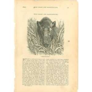  1879 Wild Boars Boar Hunting illustrated: Everything Else