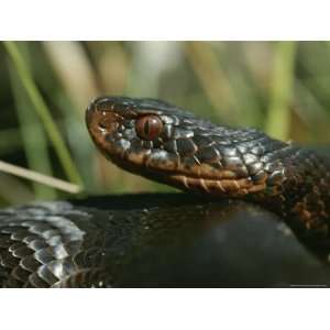Close View of a Common Adder, Europes Most Common Poisonous Snake 