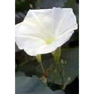  Morning Glory Seeds   Pearly Gates: Patio, Lawn & Garden