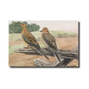  Pair Of Mourning Doves On A Fence Giclee Print