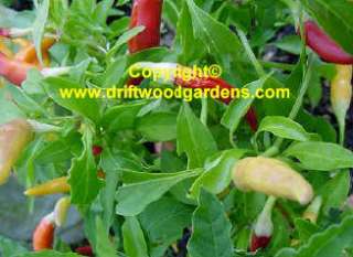 Pepper Seed Riot Chile 10 Vegetable Seeds   