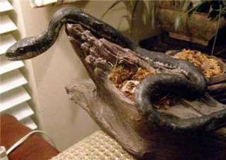 Big Boomslang African Snake Replica MOUNT   Fierce!  
