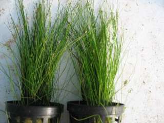 The following pictures show examples of aquarium plants potted in our 