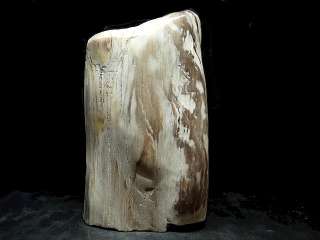 PETRIFIED WOOD LOG 11 Lbs Polished Indonesia 5590  