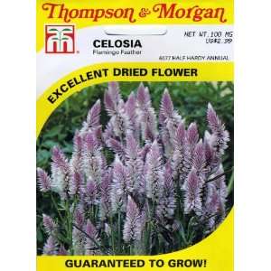  Thompson & Morgan 6077 Celosia Flamingo Feather Seed 