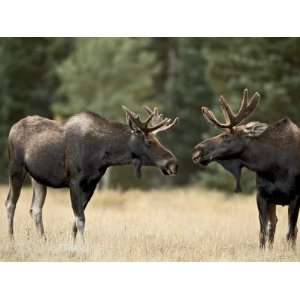  Two Bull Moose Facing Off before Play Fighting, Roosevelt 