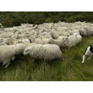  A Shepherd Dog at Work Herding a Flock of Sheep 