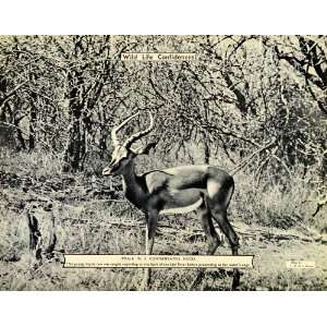   Wild Animals Wildlife Africa Antelope   Original Halftone Print Home