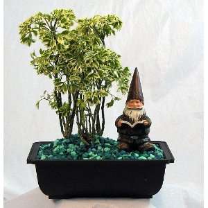 Abe the Garden Gnome Bonsai   With Live: Grocery & Gourmet Food