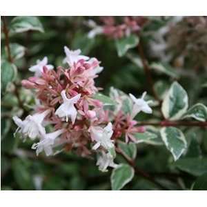  Abelia   Mardi Gras   #3 container Patio, Lawn & Garden