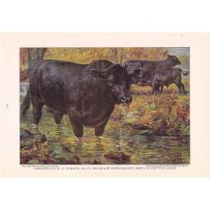 1925 Aberdeen Angus   Cattle of the World Edward Herbert Miner Vintage 