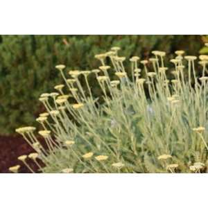  Gold Yarrow (Achillea Filipendulina) Seeds Patio, Lawn 