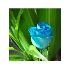  Sapphire Wind Rose Seeds Packet: Patio, Lawn & Garden