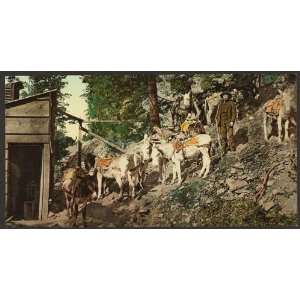   Photochrom Reprint of Colorado. Burros at silver mine: Home & Kitchen