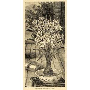  1896 Print Chinese Sacred Lily Flower Narcissus Tazetta 