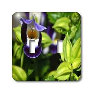  Photography Floral Prints   Torenia Flower and Buds An Annual Flower 