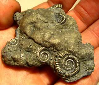 LARGE Jurassic gold pyrite multi ammonite fossil 60mm UK Jewellery 