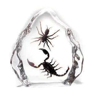   Real Bug Desk Decoration Black Scorpion Tarantula: Office Products