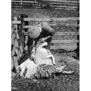  Sheep Shearing in Scotland at the End of May Stretched 