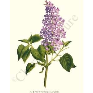  Botanical Flower Print Lilac   Syringa vulgaris