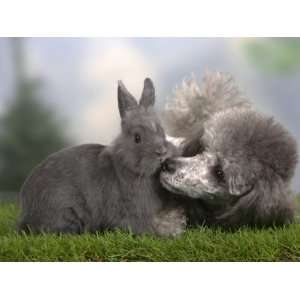  Silver Miniature Poodle Sniffing a Blue Dwarf Rabbit 