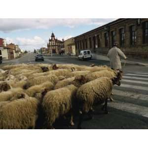  Shepherd Leads Sheep across Street, Mansilla De Las Mulas 
