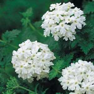  Verbena  White  25 Seeds: Patio, Lawn & Garden