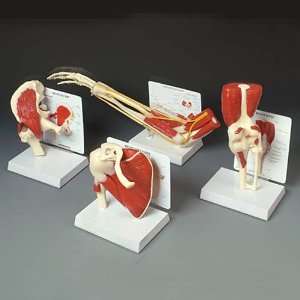 Muscled Bone Joint Anatomical Model Set of 4  Industrial 