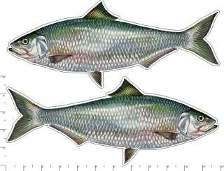 ALABAMA SHAD   Fish Graphic Vinyl Fishing Sticker Decal  