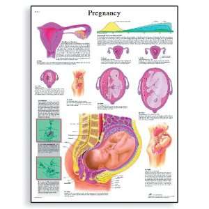  3B Scientific VR1554L Glossy Laminated Paper Pregnancy 