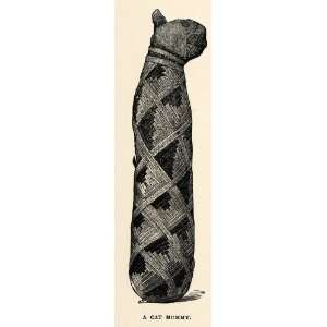  1904 Print Cat Mummy Ancient Egypt Embalming Ritual Mau 