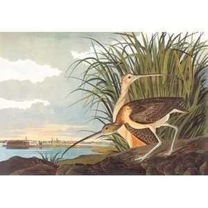  Long Billed Curlew   Paper Poster (18.75 x 28.5): Home 