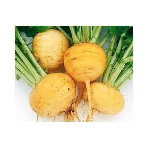  Todds Seeds   Turnips   Golden Ball Turnip Seed, Sold by 