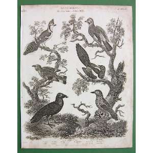 BIRDS Raven Magpie Nutcracker Jay Roller   1805 SCARCE Origial Antique 