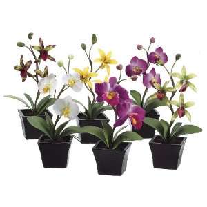  Set of 12   10 Assorted Orchid Plant in Paper Mache Pot 