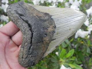 Megalodon fossil shark tooth teeth ***WHALE HUNTER**!!!  