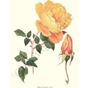    Botanical Yellow Rose Print Rose Toison dOr