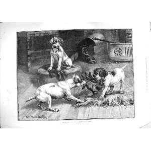   1885 DADD FINE ART BOUT GLOVES DOGS TUG OF WAR FIGHT: Home & Kitchen