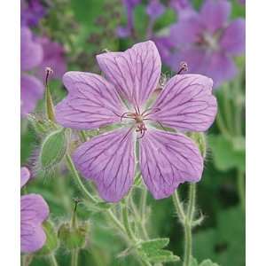  Geranium, Rozanne 1 Plant Patio, Lawn & Garden