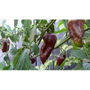  Chocolate Bhut Jolokia Pepper 10+ seeds 