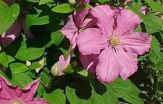 Comtesse de Bouchard Clematis Vine   Potted  