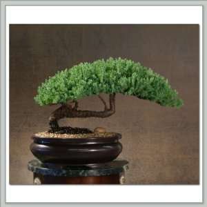 Bonsai Tree Juniper XXII Grocery & Gourmet Food