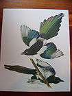 14`x 17 Audubon Ar​t Bird Print AMERICAN MAGPIE