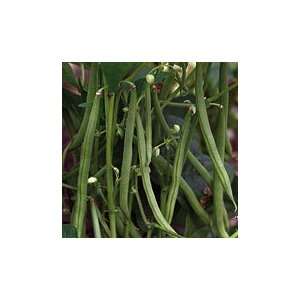 Tavera Bean   25 lb. Grocery & Gourmet Food