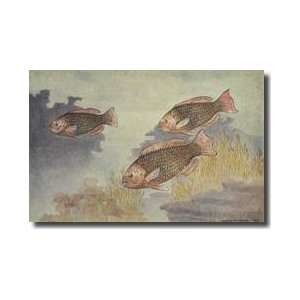  Three Brightly Colored Rainbow Parrotfish Giclee Print 