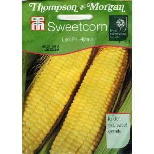  Thompson & Morgan 708 RHS Sweetcorn Lark F1 Hybrid Seed 