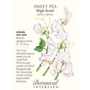  Sweet Pea High Scent: Patio, Lawn & Garden
