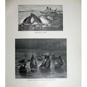   1904 Herd Common Seals Fighting Millais Nature Mammals
