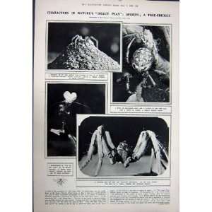    1923 NURSE STARR HOSPITAL PESHAWAR SPIDERS EPEIRID